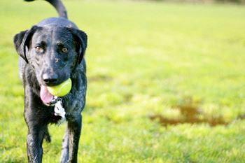 New dog agility park